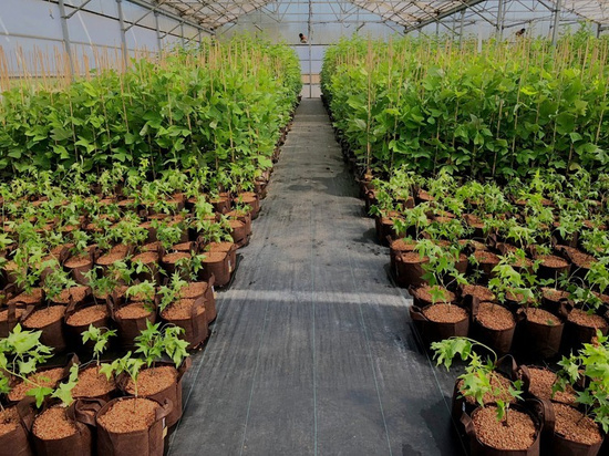 Multipack Root Pouch doniczka materiałowa 25,5x21,5cm 12L brązowa 25 szt