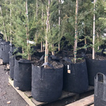 Multipack Root Pouch doniczka materiałowa 28x26cm 16L czarna 10 szt