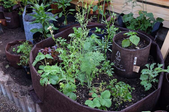 Multipack Root Pouch doniczka materiałowa 38x40cm 45L z uchwytami brązowa 10 szt