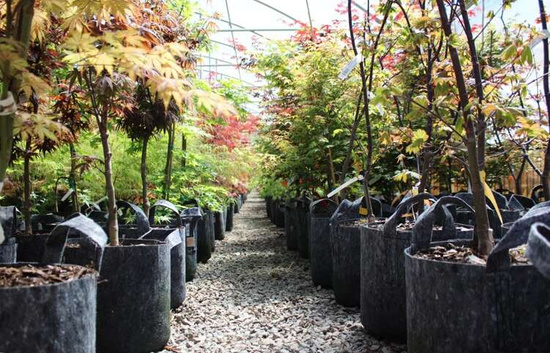 Growbag Root Pouch doniczka materiałowa 35x30cm 30L z uchwytem czarna 350 szt