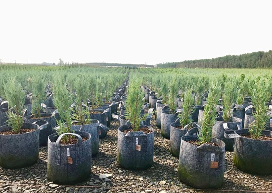 Multipack Root Pouch doniczka materiałowa 43x38cm 56L z uchwytem szara 10 szt