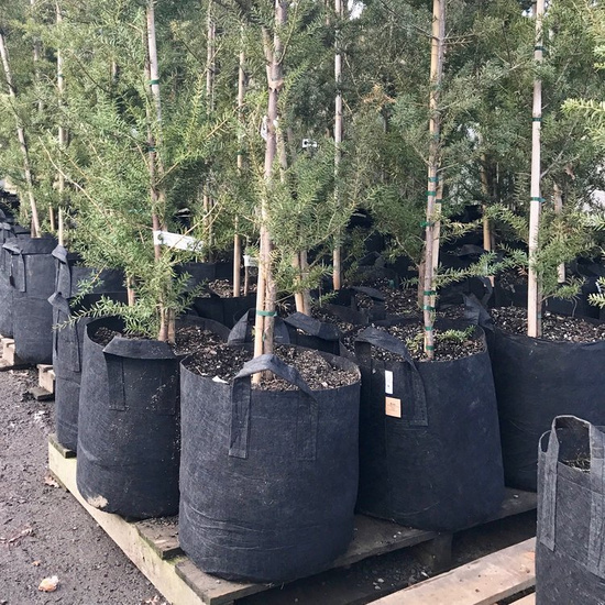 Multipack Root Pouch doniczka materiałowa 40x30cm 39L z uchwytem czarna 10 szt