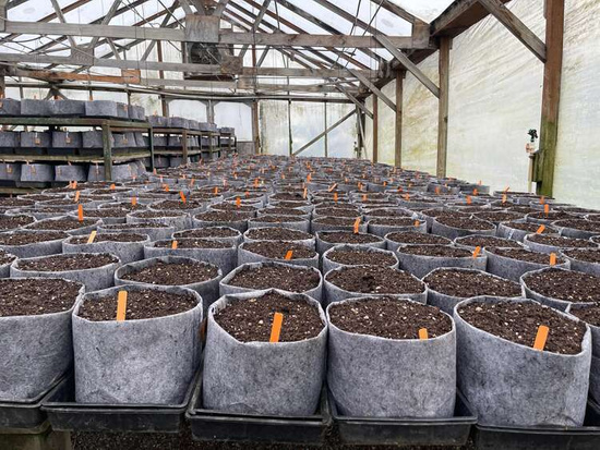 Growbag Root Pouch doniczka materiałowa 29x36cm 22L z uchwytem szara 350 szt