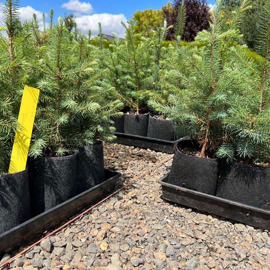 Multipack Root Pouch doniczka materiałowa 50x40cm 78L z uchwytem czarna 10 szt