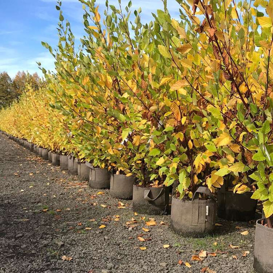 Growbag Root Pouch doniczka materiałowa 35x30cm 30L z uchwytem czarna 350 szt