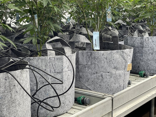 Multipack Root Pouch doniczka materiałowa 29x36cm 22L z uchwytem szara 10 szt